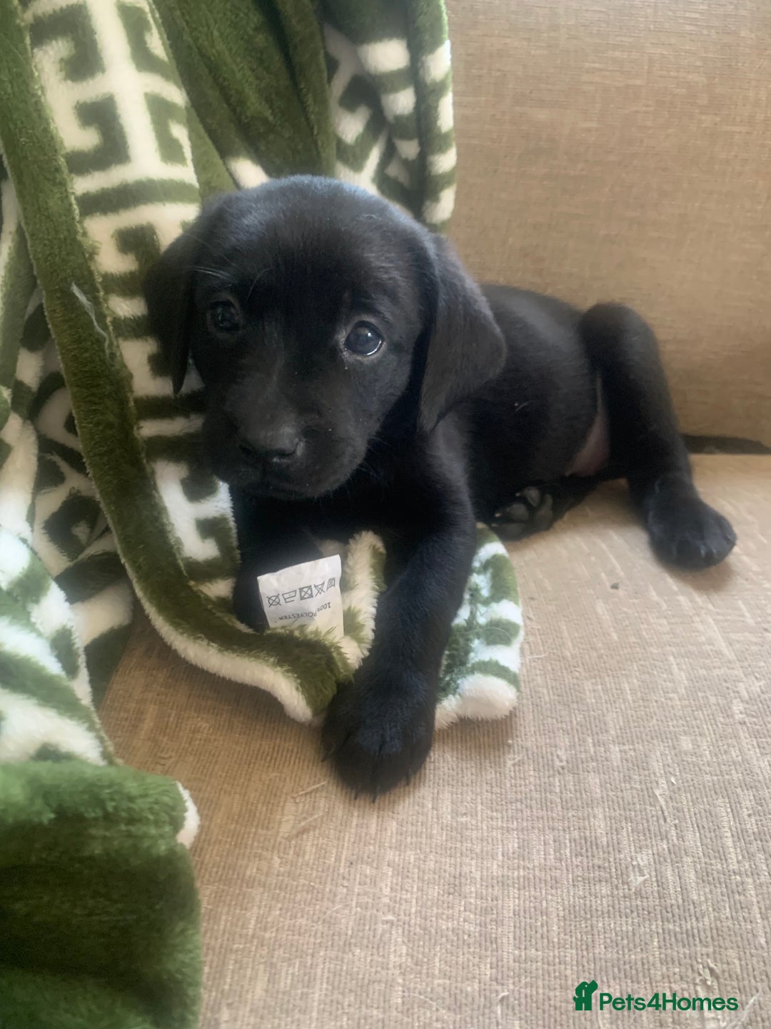 Labrador Retriever dogs for sale: KC Labrador puppies Ready now 🐾Fully vaccinated  in Skegness - Image 19
