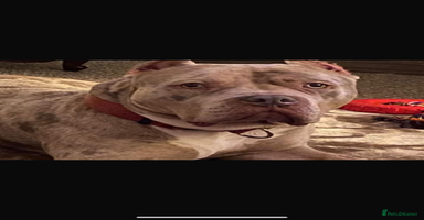 Mixed Breed dogs - Advert 13