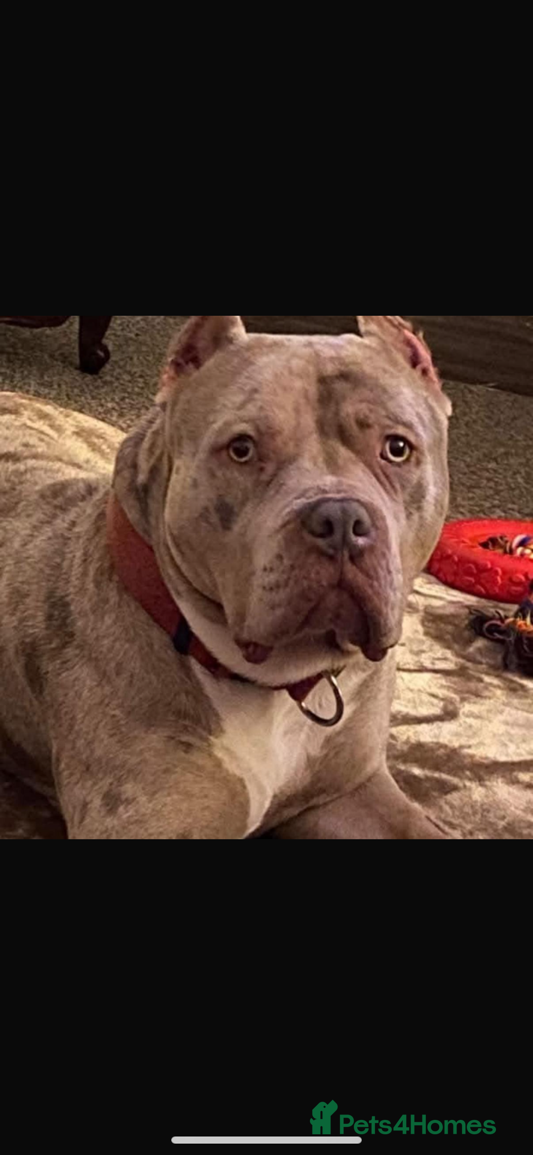 Mixed Breed dogs for sale: NORTH AMERICAN MASTIFF - Image 3