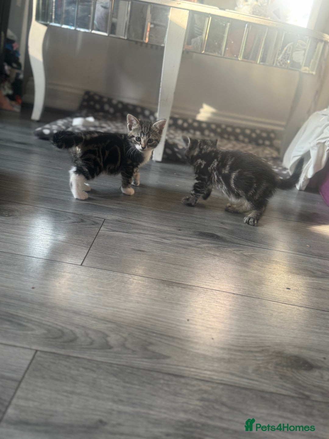 British Longhair cats for sale: two fluffy tabby’s🥹 - Image 2