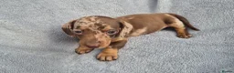 Miniature Dachshund dogs for sale: Gorgeous KC Reg, PRA Clear miniature dachshunds - Advert 9