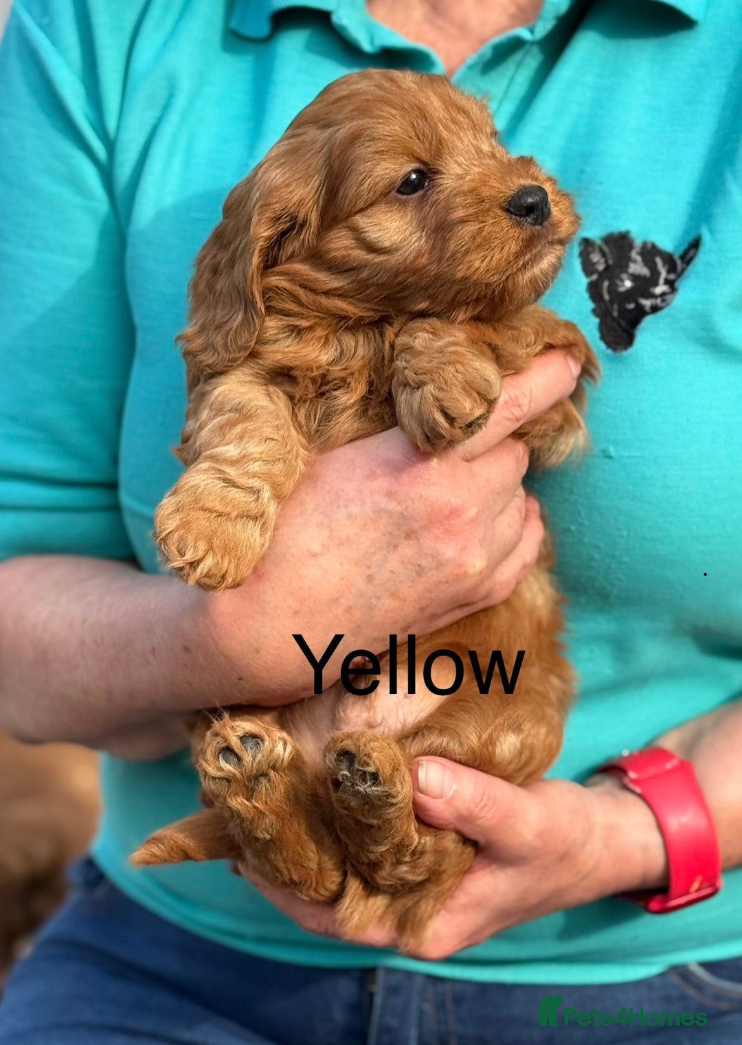 Cockapoo dogs for sale: F1 Toy Cockapoo’s in richest red ❤️ - Image 17