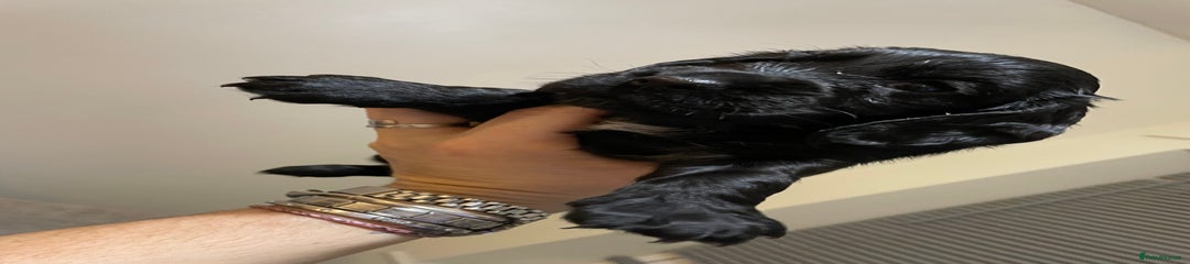 Cocker Spaniel Puppy 2