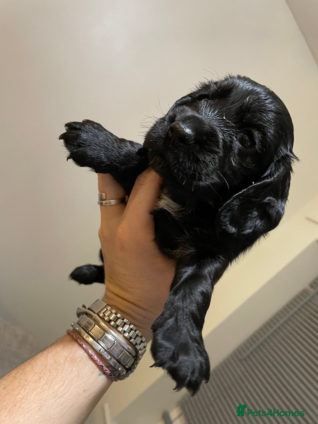 Cocker Spaniel dogs for sale: Beautiful kc registered working cocker spaniels - Image 4