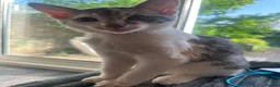 Mixed Breed cats for sale: Gorgeous Kittens Mixed Breed Kittens Ready Now - Advert 5