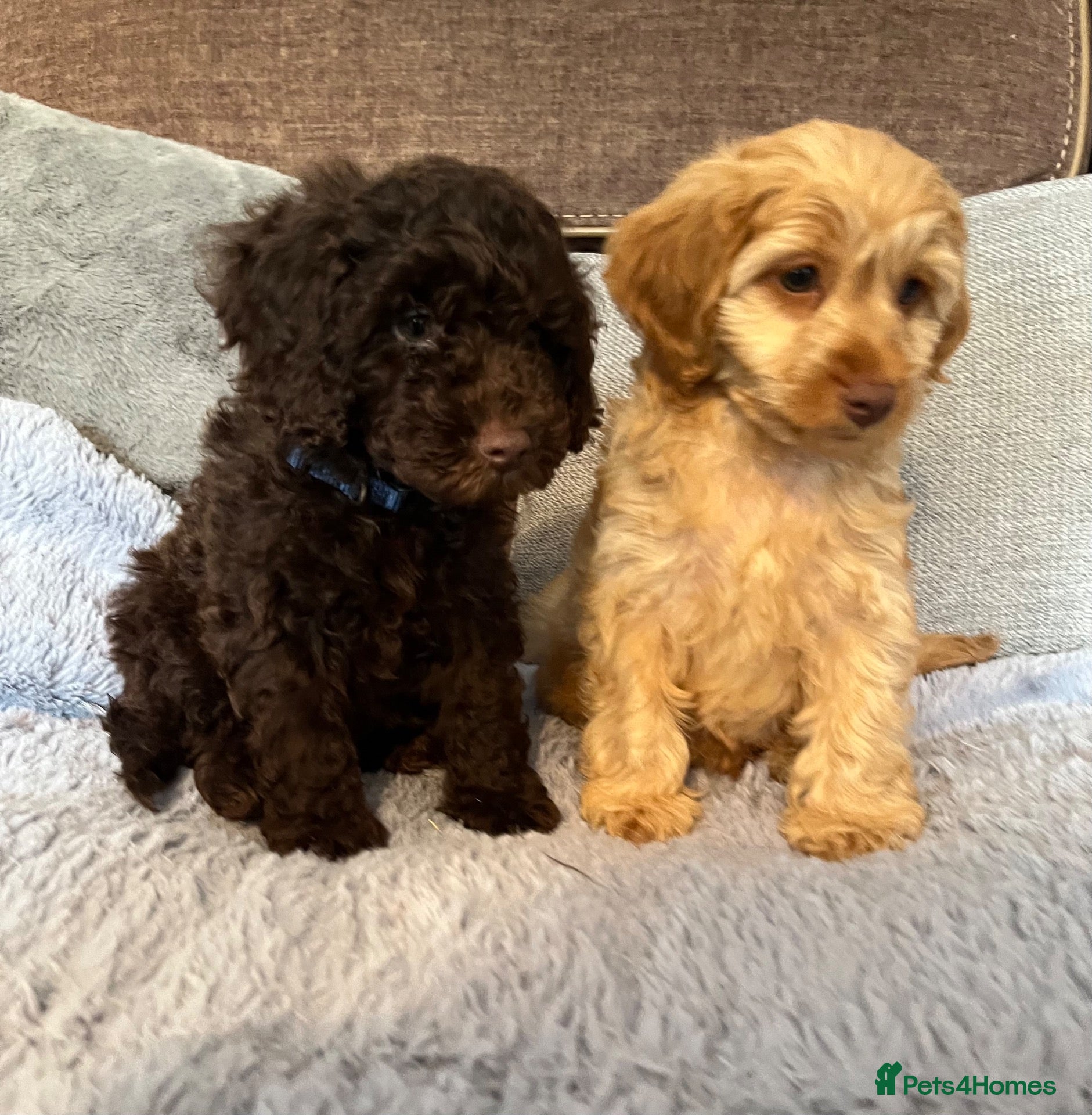 Cockapoo dogs ❤️GORGEOUS, SUPER FRIENDLY, COCKAPOO PUPS ❤️ - Advert 9