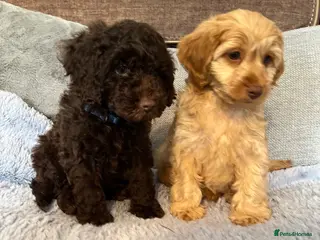 Cockapoo dogs ❤️GORGEOUS, SUPER FRIENDLY, COCKAPOO PUPS ❤️ - Advert 18