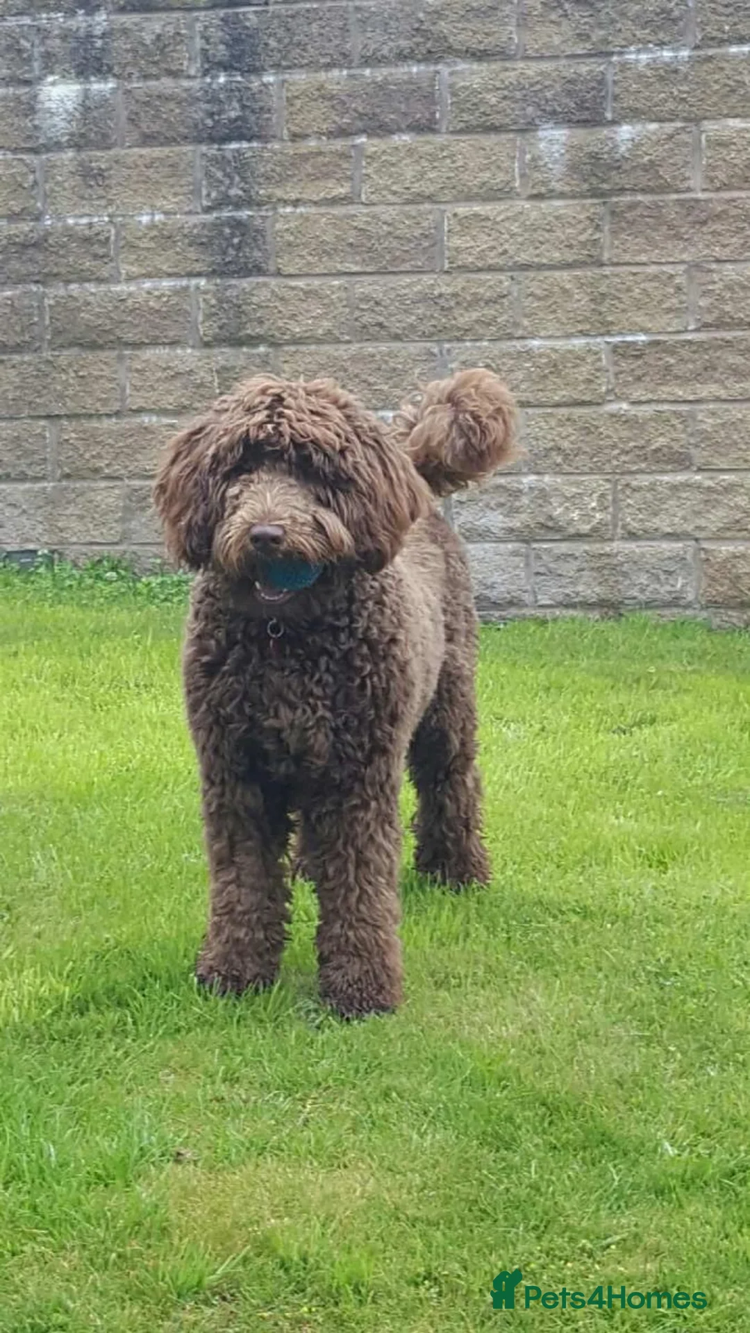 Goldendoodle dogs for sale: Multigenerational Doodles Licensed Tested Boys - Advert 5