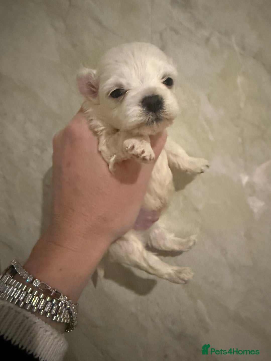 Maltipoo dogs for sale: 🤍 exquisite f1b Maltipoos exceptional quality 🤍 - Advert 1