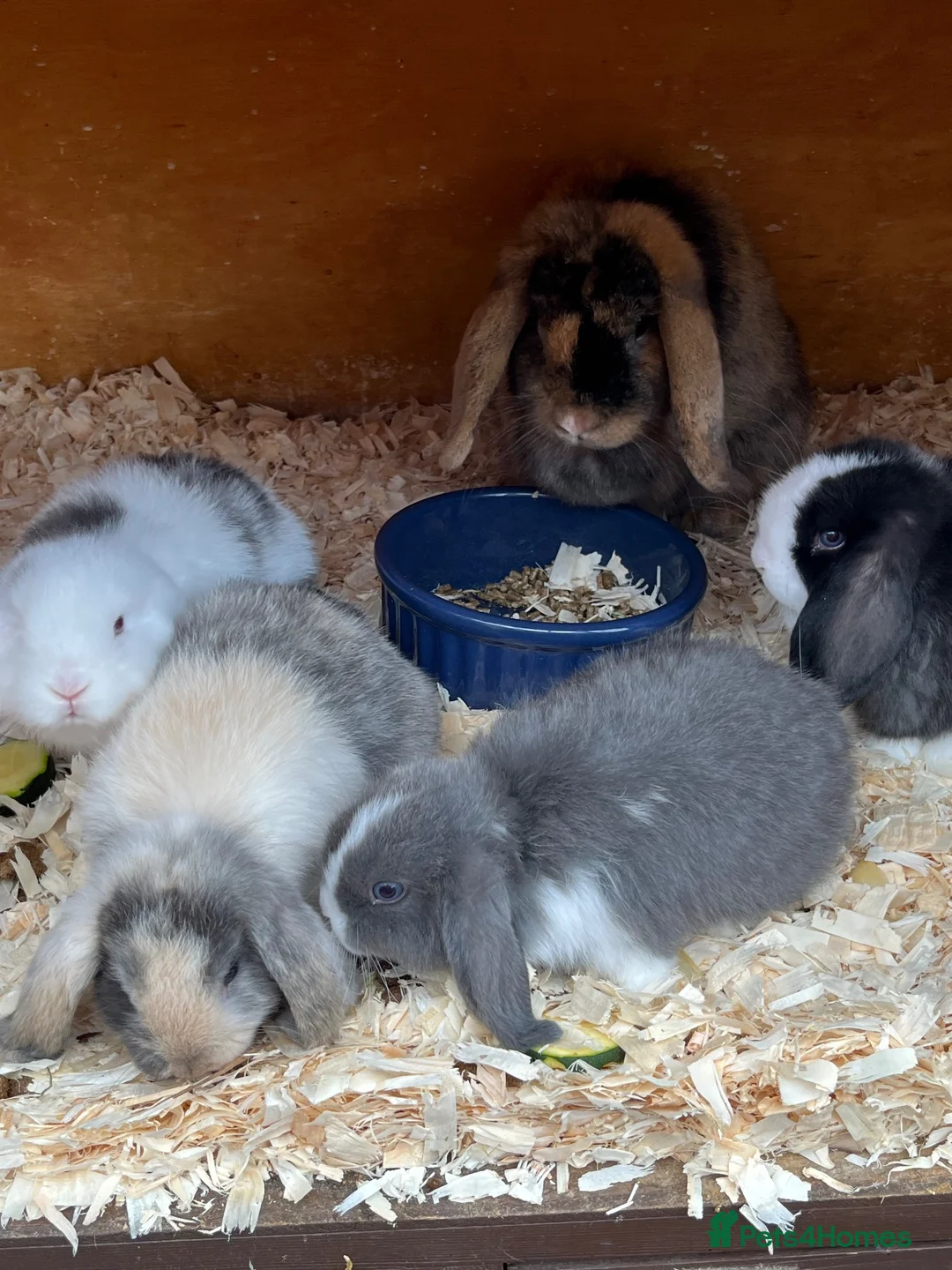 Mini Lop rabbits for sale: Beautiful litter of mini lops READY NOW  - Advert 8