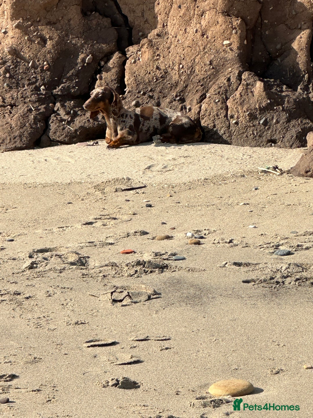 Miniature Dachshund dogs for sale: Miniature Dachshund male - Advert 2