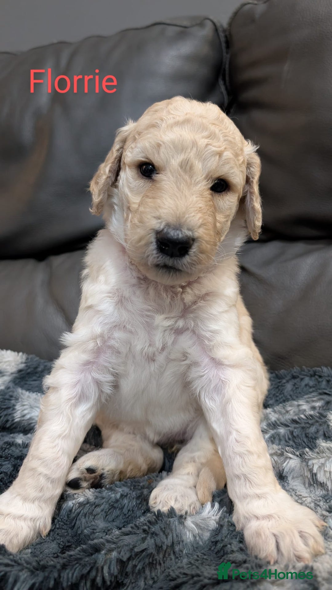 Goldendoodle dogs for sale: Gorgeous Goldendoodles  - Image 9
