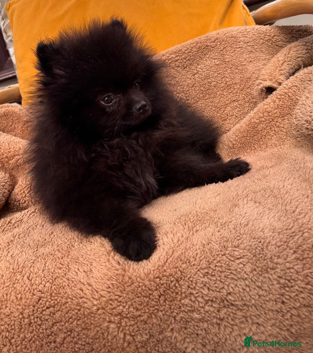 Pomeranian dogs for sale: Boy Pomeranian !! - Image 3