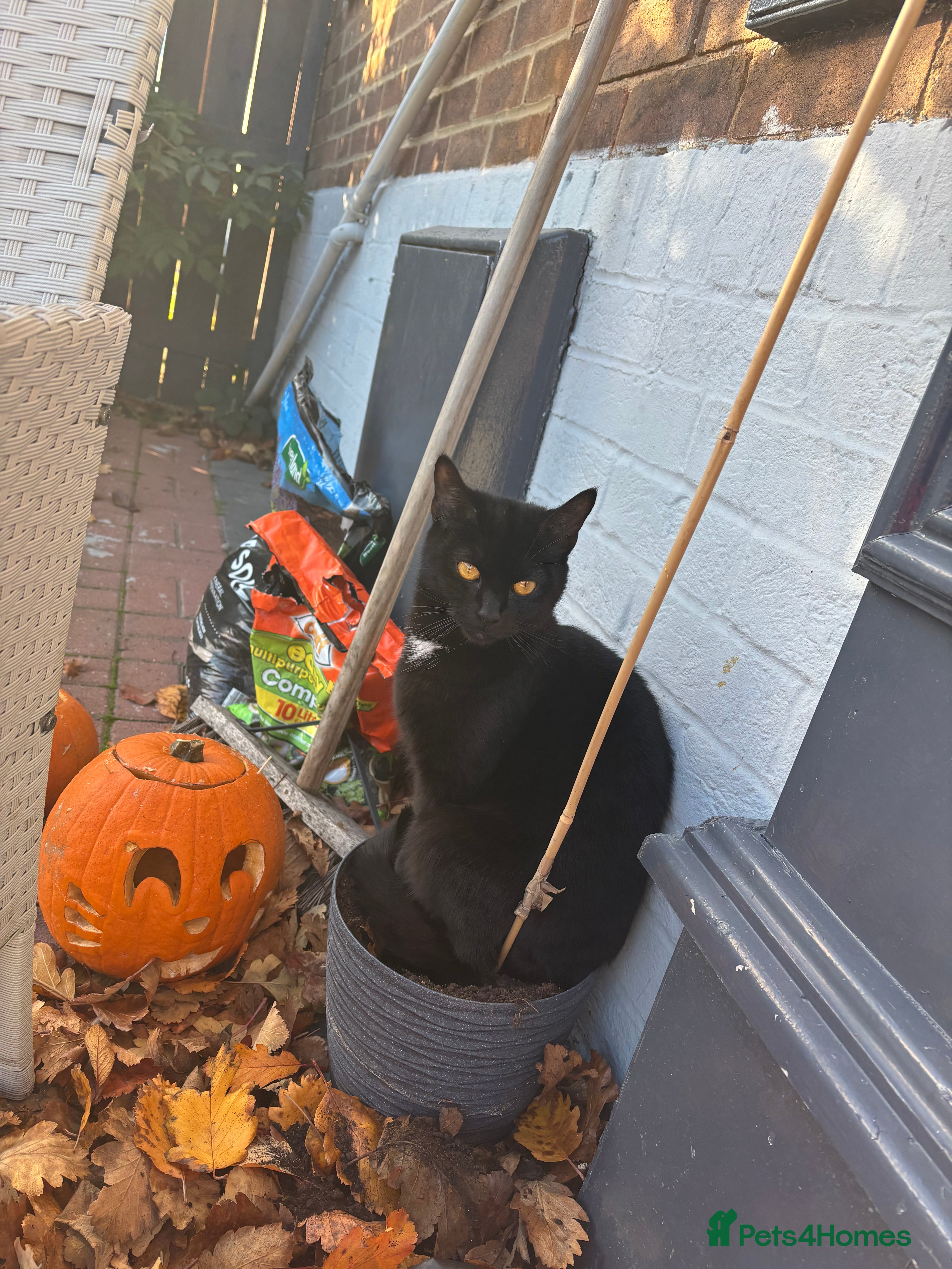 Mixed Breed cats Mixed breed kittens  - Advert 2