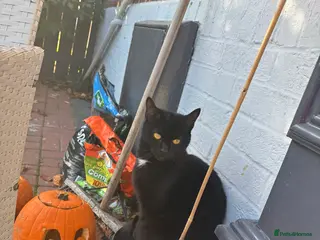 Mixed Breed cats Mixed breed kittens - Advert 2