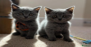 British Shorthair cats - Advert 2