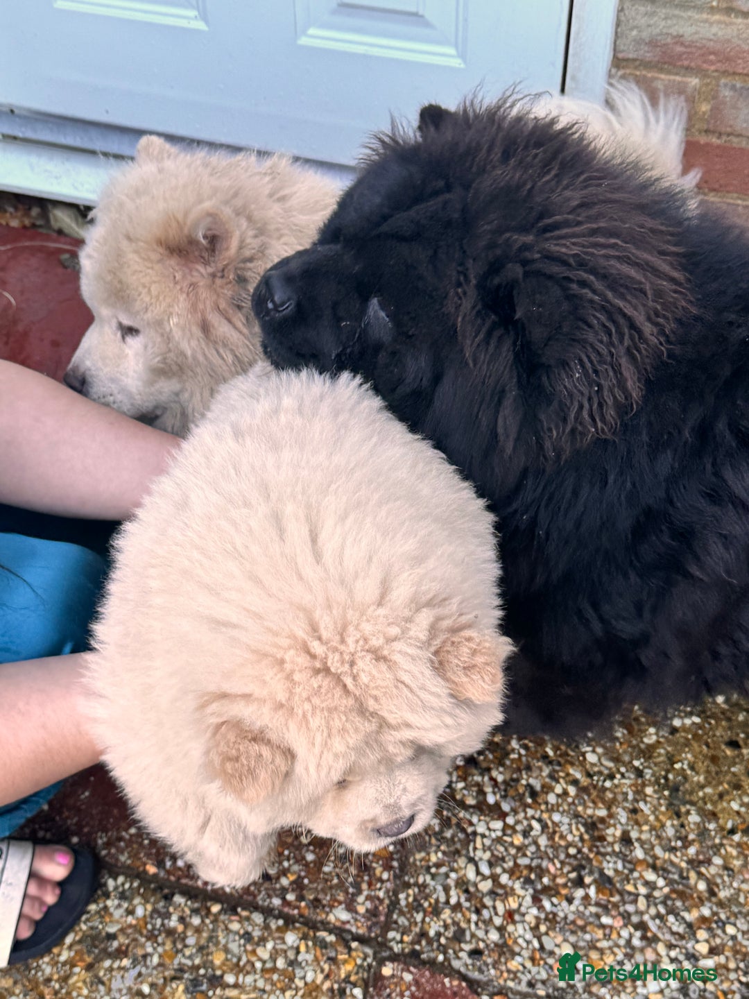 Chow Chow dogs for sale: Chow chow puppies  - Advert 4