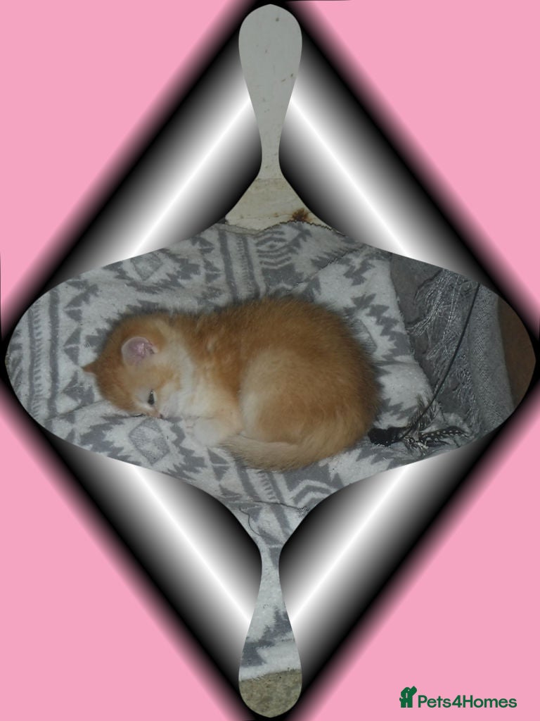 British Shorthair cats GCCF Regd Tipped British Short Hair Females - Advert 1