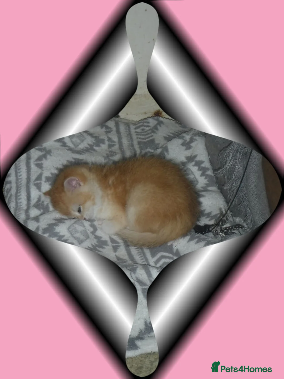British Shorthair cats for sale: GCCF Regd Tipped British Short Hair Females - Advert 1