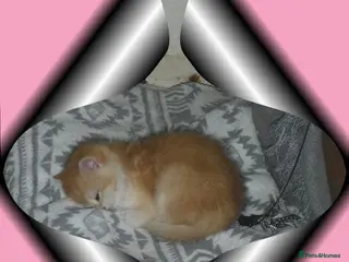 British Shorthair cats GCCF Regd Tipped British Short Hair Females - Advert 7
