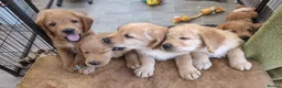 Labradoodle dogs for sale: Miniature Red Labradoodles - Advert 7