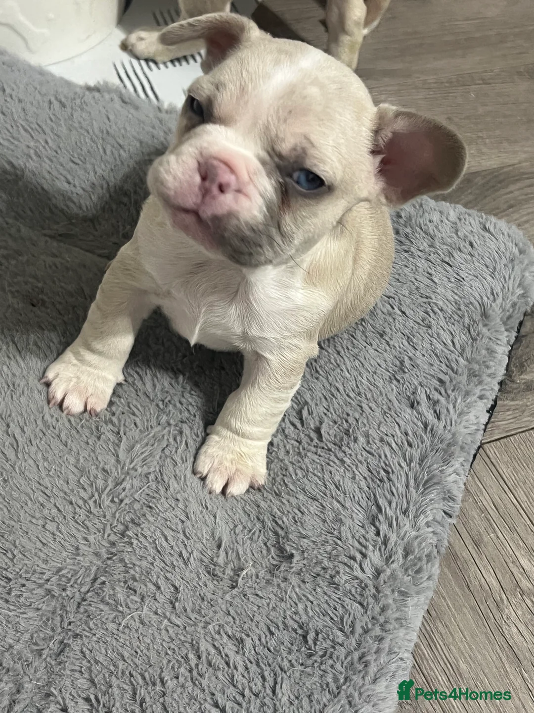 French Bulldog dogs for sale: 1 male French Bulldog Pup left  - Advert 31