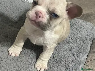 French Bulldog dogs 1 male French Bulldog Pup left - Advert 15