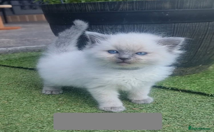 Ragdoll cats - Advert 1