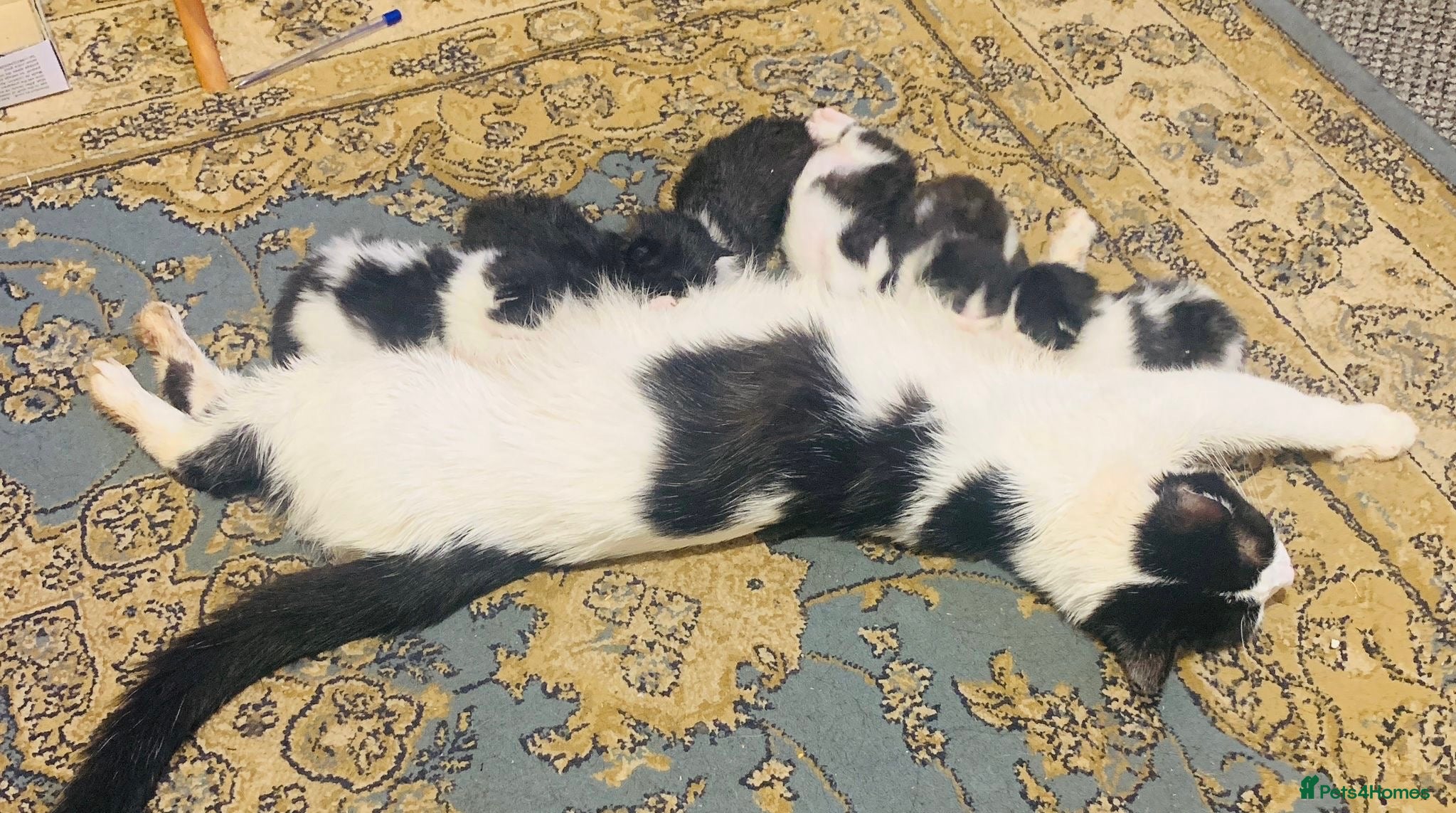 Mixed Breed cats Sweet Kittens Looking for Loving Homes - Advert 13