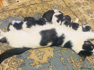 Mixed Breed cats Sweet Kittens Looking for Loving Homes - Advert 1