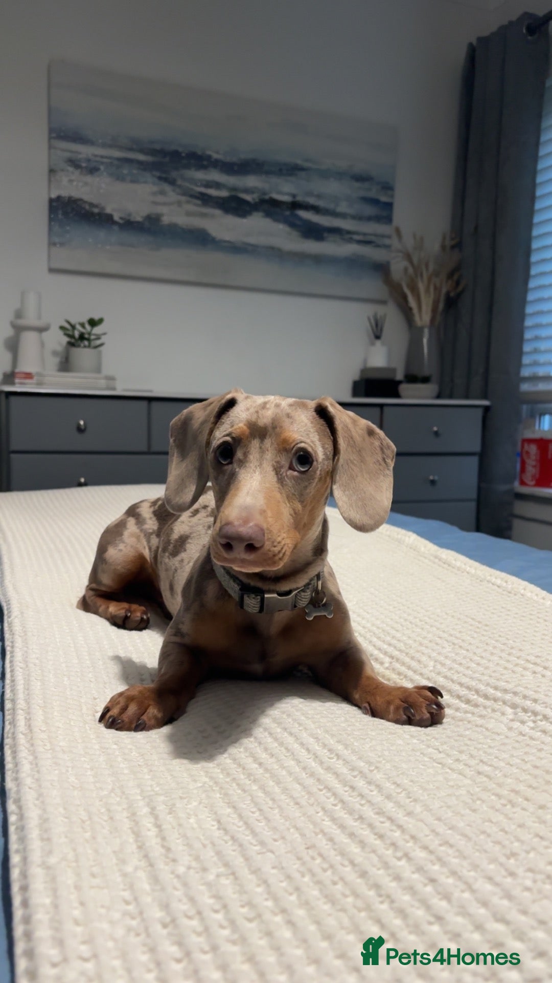 Dachshund dogs Stud  - Advert 1