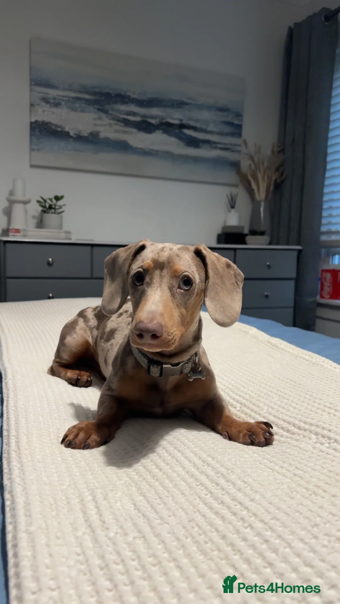 Dachshund dogs for stud: Stud  - Advert 1