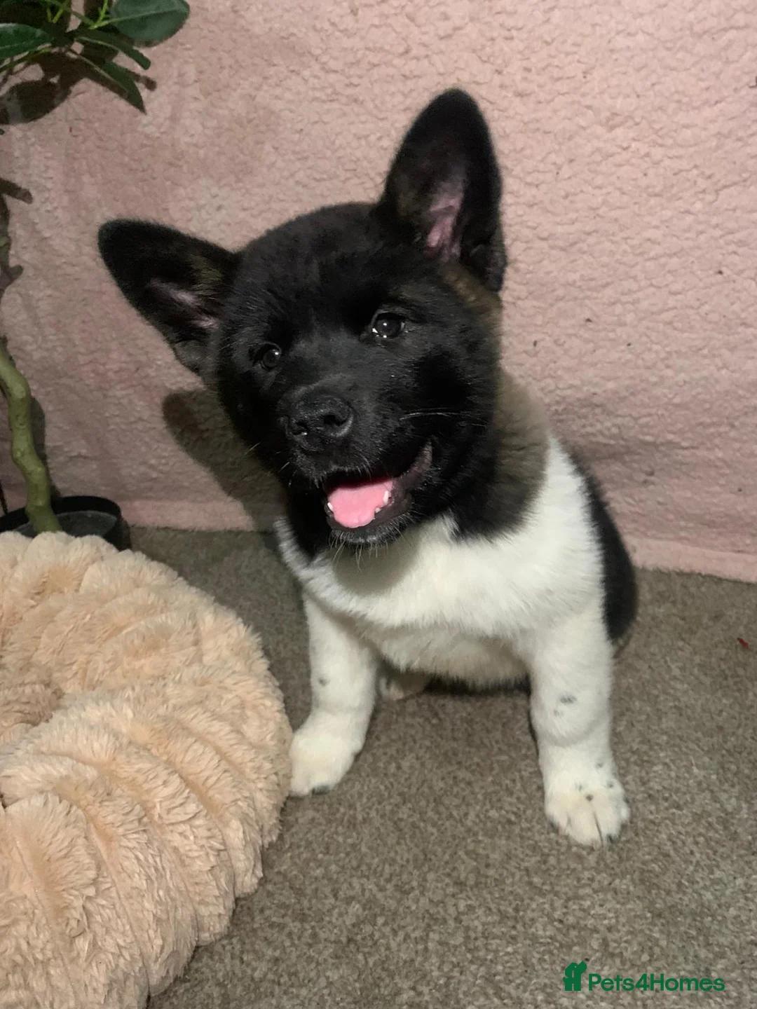 Akita dogs for sale: CHAMPION SHOW potential KC REG AKITA PUPPIES   - Advert 26