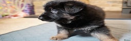 German Shepherd dogs for sale: KC Registered German Shepard Babies 🐾🐾🐾 - Advert 4
