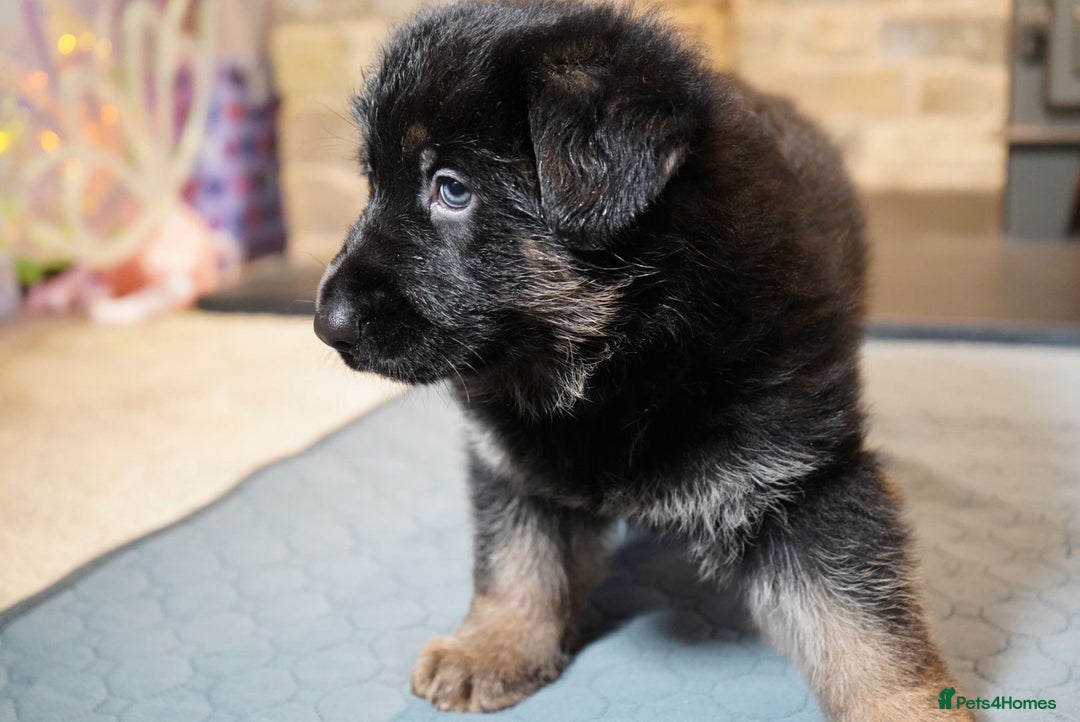 German Shepherd dogs for sale: KC Registered German Shepard Babies 🐾🐾🐾 - Advert 4