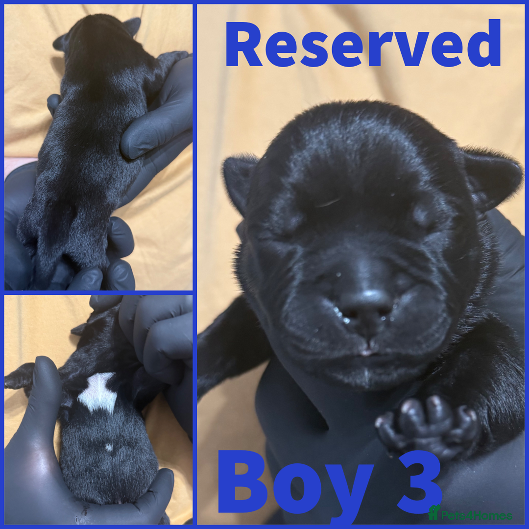 Staffordshire Bull Terrier dogs for sale: KC Registered Mr T & Luminastaffs Puppies - Image 11