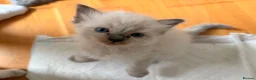 Ragdoll cats for sale: Stunning Colour Point and Bicolour Ragdoll Kittens - Advert 12