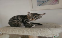 Maine Coon cats for sale: Mainecoon x British shorthair 1xgirl available. - Image 3
