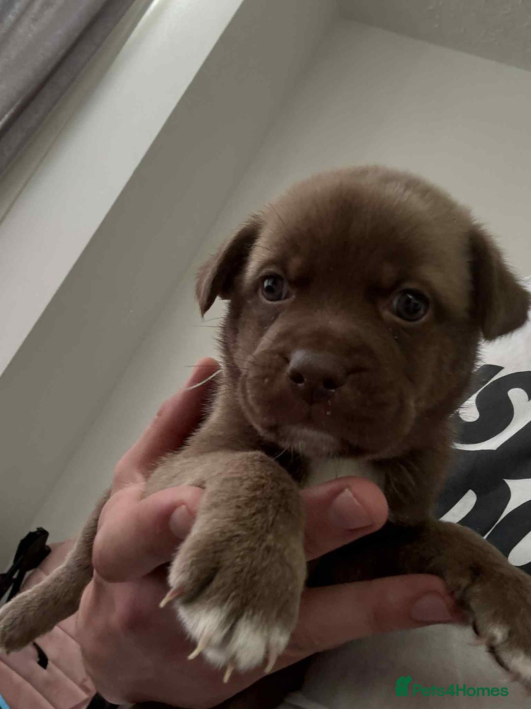 Mixed Breed dogs for sale: 2 boys 1 girl  - Image 2