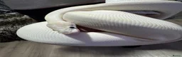 Python Snake reptiles for sale: Black Eyed Lucy Ball Python  - Advert 5