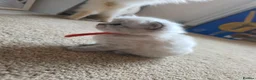 Ragdoll cats for sale: Accidental litter  - Advert 6