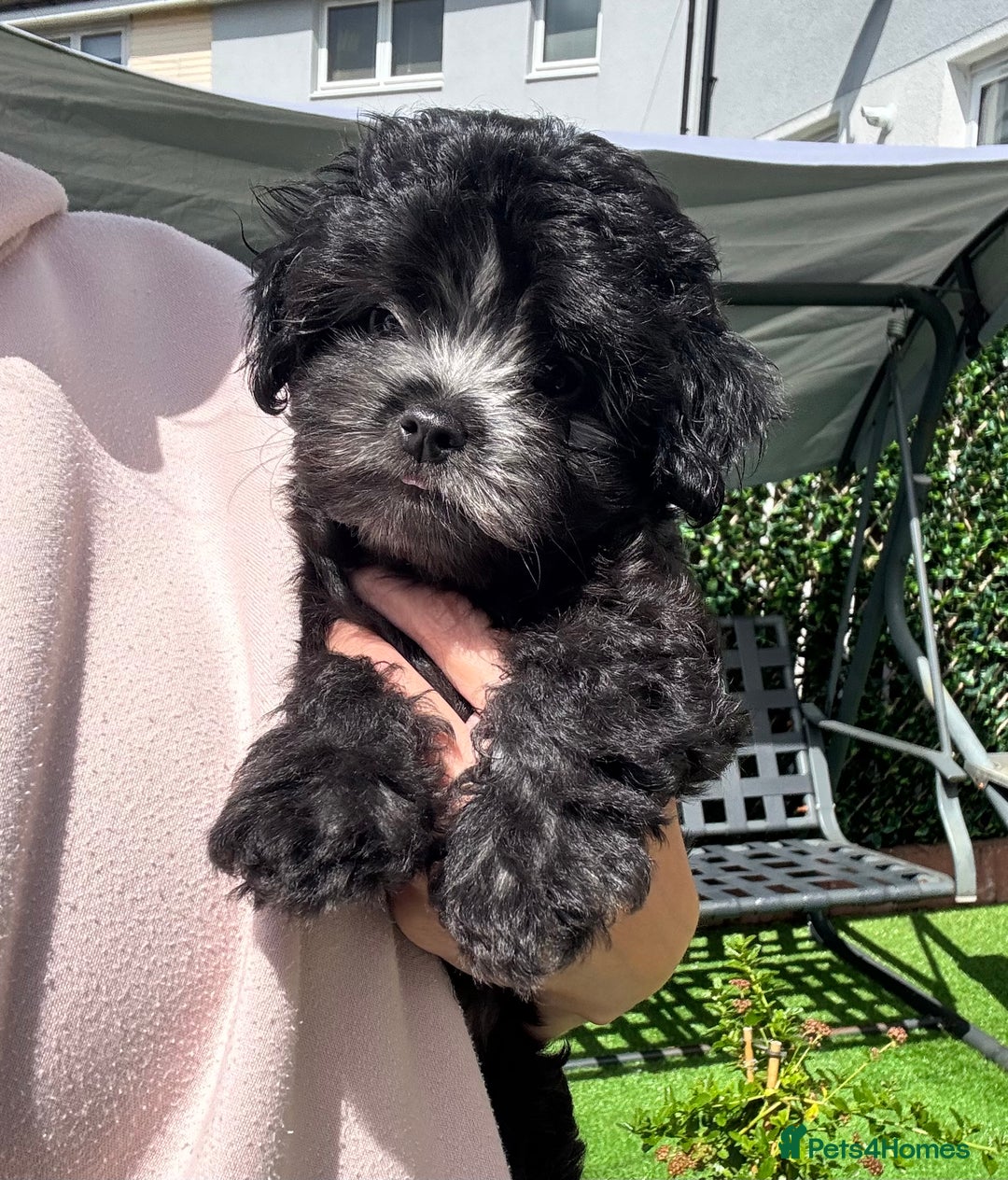 Maltipoo dogs for sale: 🩵Last Top Quality Rare Korean/Asian F1 Maltipoo🩵 in Bathgate - Image 12