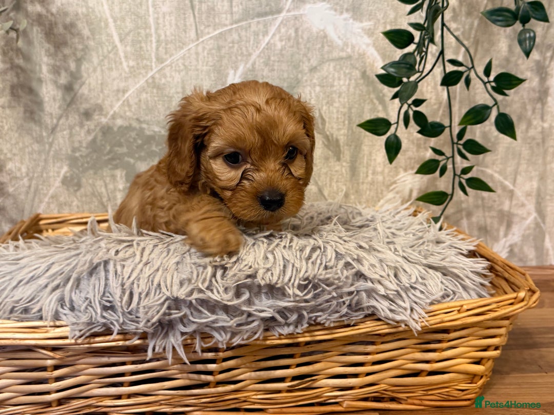 Cavapoo dogs for sale: Beautiful F1 Cavapoos  - Advert 24
