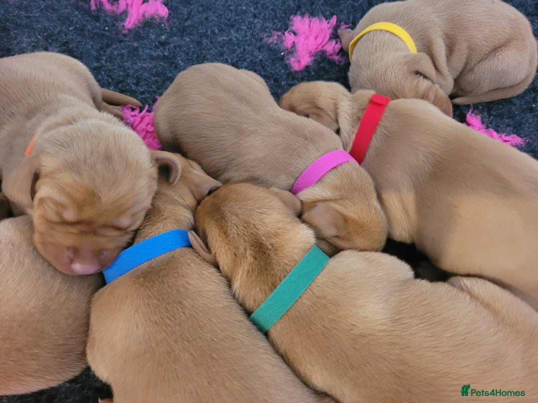 Hungarian Vizsla dogs for sale: Exceptional Hungarian Vizsla Puppies for Sale - Image 12