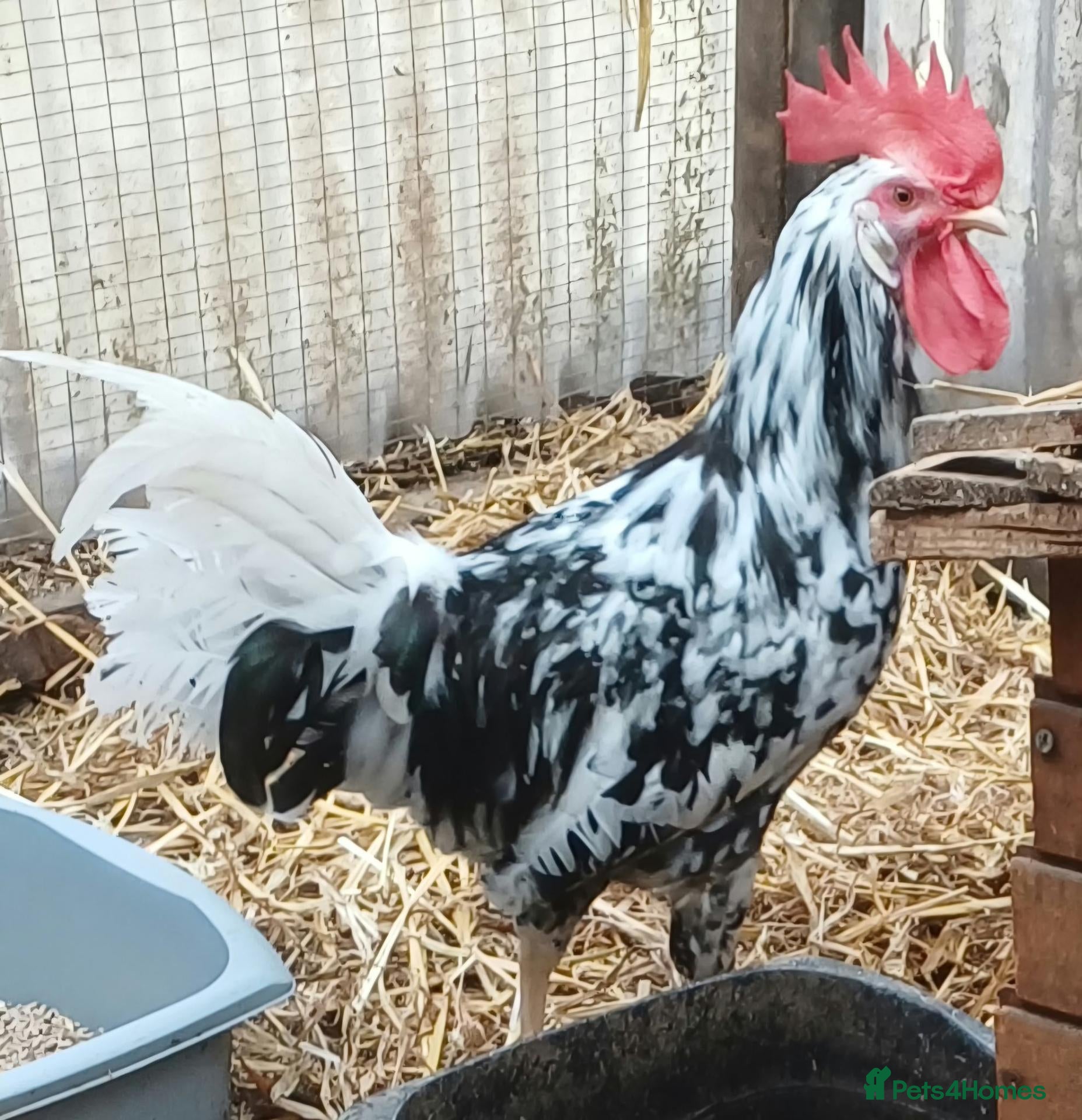Chickens poultry Trio Mottled leghorn large fowl - Advert 1