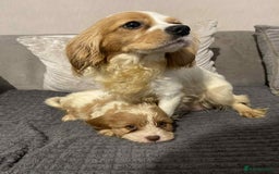 Cavalier King Charles Spaniel dogs for sale: Quality cavalier King Charles spaniel pups - Image 2