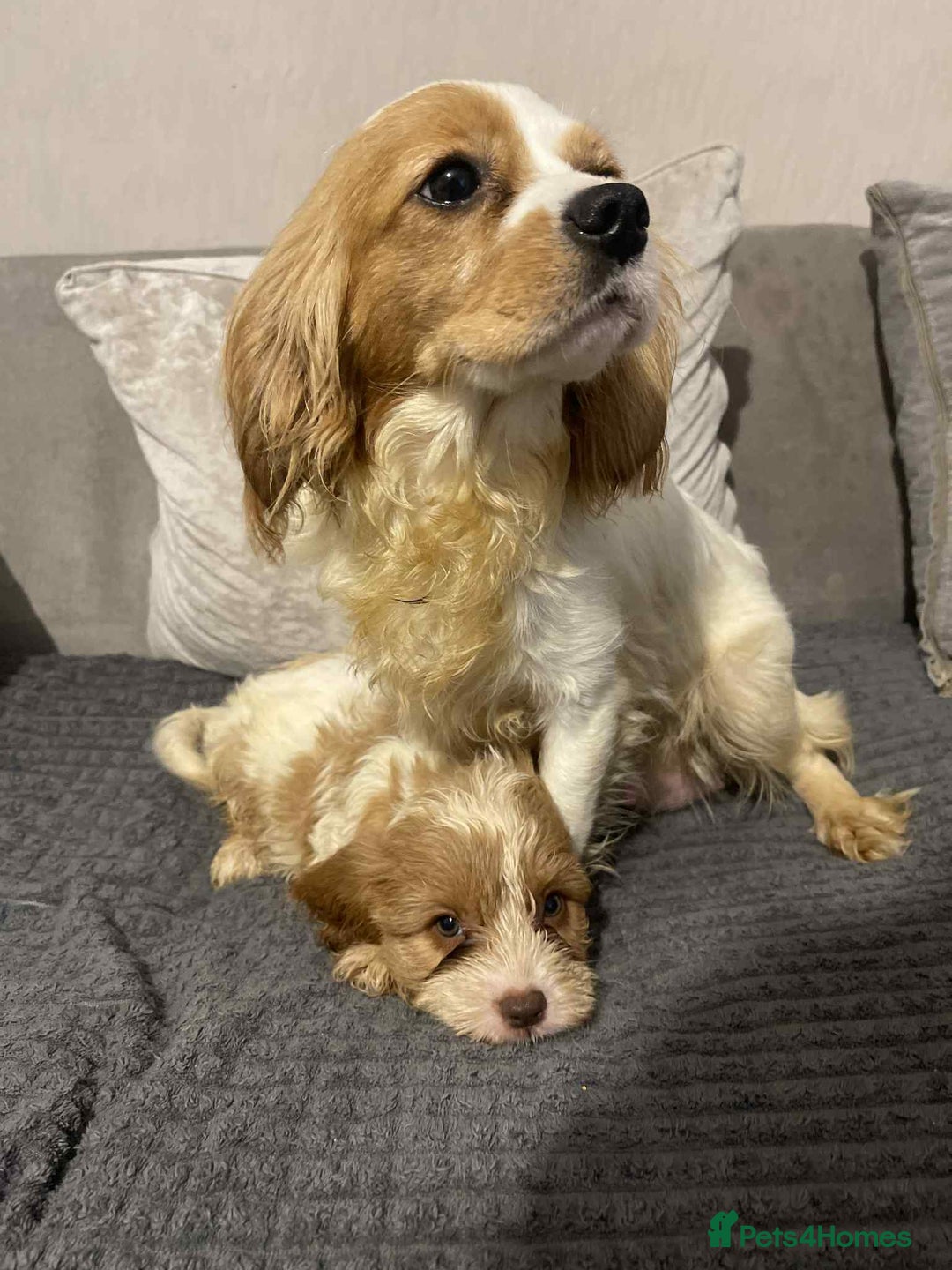 Cavalier King Charles Spaniel dogs for sale: Quality cavalier King Charles spaniel pups - Image 2