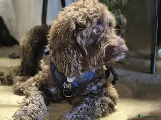 Cockapoo dogs Mr Max looking for his forever family - Advert 3