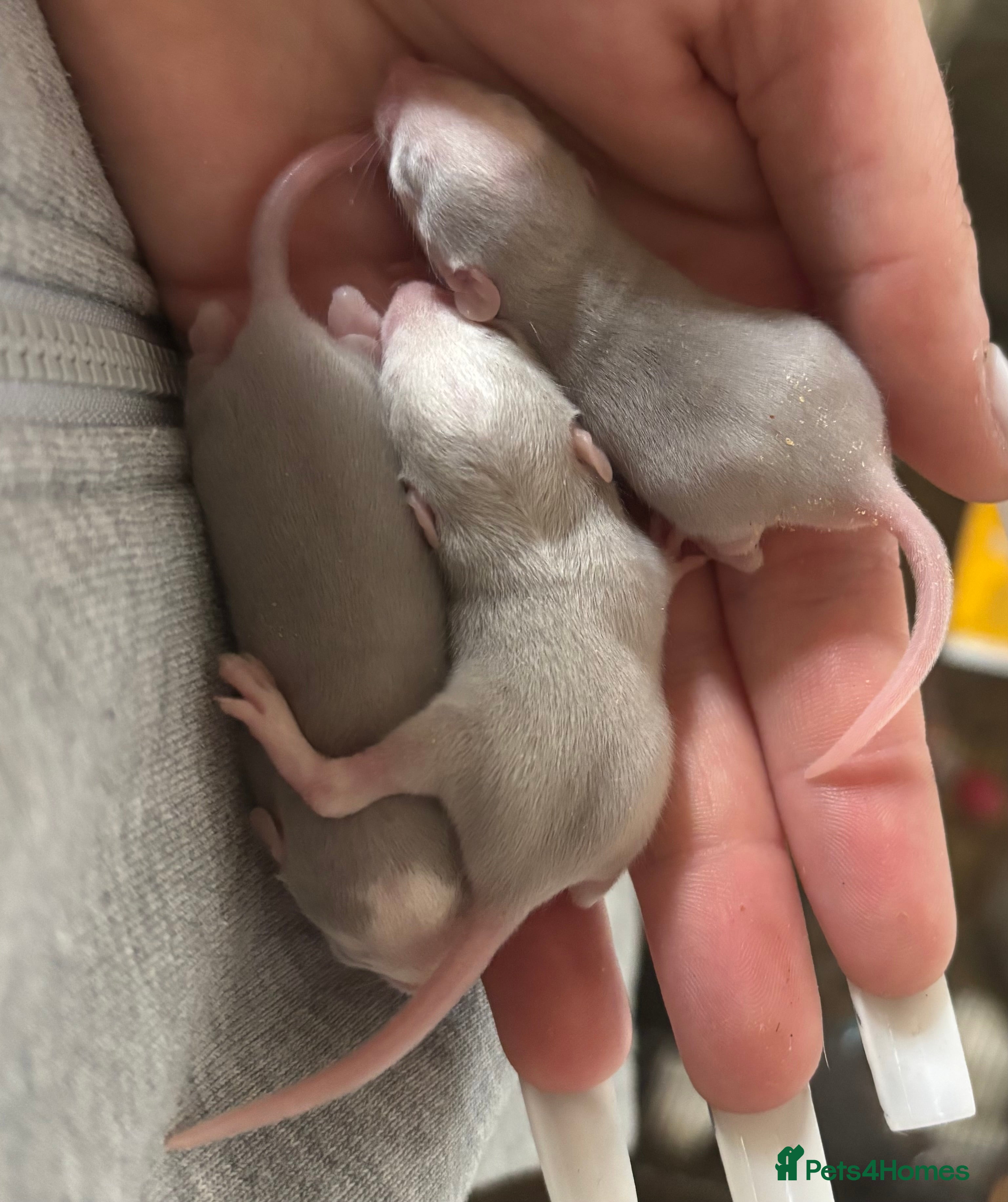 Rat rodents Roan/Husky boys for sale! - Advert 22