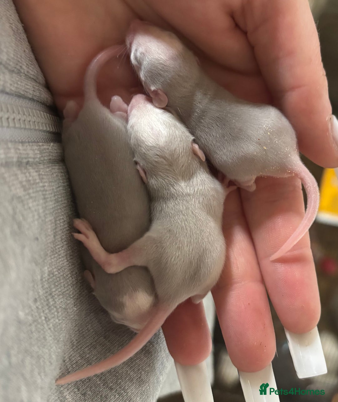 Rat rodents for sale: Roan/Husky boys for sale! - Image 1